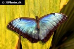 morpho peleides   blue morpho  