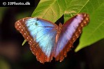 morpho peleides   blue morpho  