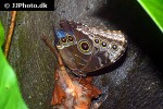 morpho peleides   blue morpho  