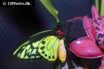 ornithoptera alexandrae   queen alexandra s birdwing  