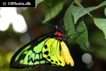 ornithoptera alexandrae   queen alexandra s birdwing  