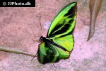 ornithoptera alexandrae   queen alexandra s birdwing  