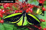 ornithoptera priamus   common green birdwing  