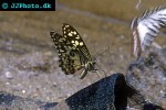 papilio demoleus   lime butterfly  