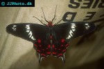 papilio helenus helenus   red helen  