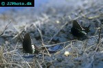 papilio nephelus chaon   black and white helen  