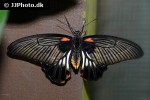 papilio rumanzovia   scarlet mormon  