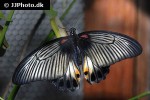 papilio rumanzovia   scarlet mormon  