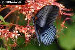 papilio rumanzovia   scarlet mormon  