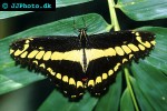 papilio thoas   orange swallowtail  