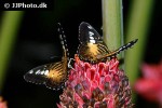 parthenos sylvia   the clipper  