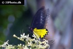troides helena   common birdwing  