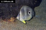 chaetodon capistratus chaetodon capistratus