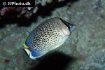 chaetodon guttatissimus chaetodon guttatissimus