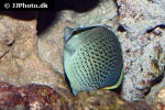 chaetodon guttatissimus chaetodon guttatissimus