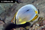 chaetodon trifasciatus chaetodon trifasciatus