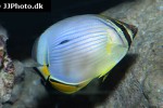 chaetodon trifasciatus chaetodon trifasciatus