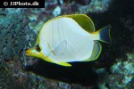 chaetodon xanthocephalus chaetodon xanthocephalus