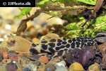 pseudacanthicus cf leopardus