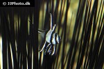 pterapogon kauderni