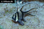 pterapogon kauderni pterapogon kauderni