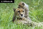 acinonyx jubatus   cheetah  