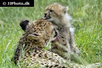acinonyx jubatus   cheetah  