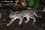 leopardus wiedi   margay  