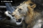 panthera leo   lion  