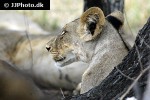 panthera leo   lion  