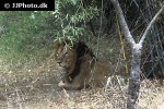 panthera leo persica   asiatic lion  