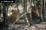 panthera leo persica   asiatic lion  