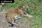panthera onca   jaguar  