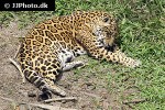 panthera onca   jaguar  