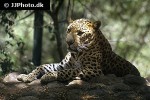 panthera pardus fusca   indian leopard  