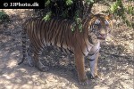 panthera tigris   tiger  