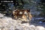 panthera tigris   tiger  