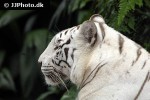 panthera tigris alba   white tiger  
