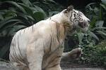 panthera tigris alba   white tiger  