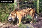 panthera tigris sumatrae   sumatran tiger  