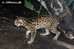 prionailurus bengalensis   leopard cat  