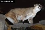 puma concolor   puma cougar mountain lion  