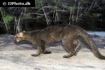 puma yagouaroundi   jaguarundi  