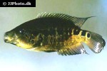 parachromis friedrichsthalii