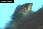 parachromis managuensis