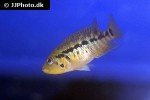 parachromis motaguensis