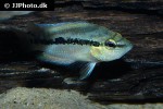 trichromis salvini