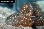 callistoctopus macropus   atlantic white spotted octopus  