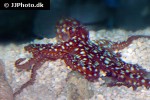 callistoctopus macropus   atlantic white spotted octopus  