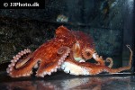 eledone cirrhosa   curled octopus  